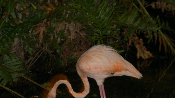 Dominicaanse republiek 2004-111.jpg